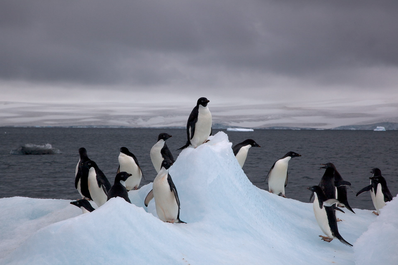 Pingüinos Adelia en un glaciar. Wikimedia Commons